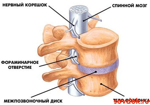 строение позвоночника