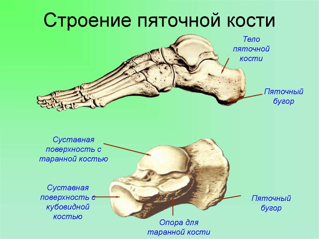 Строение пяточной кости