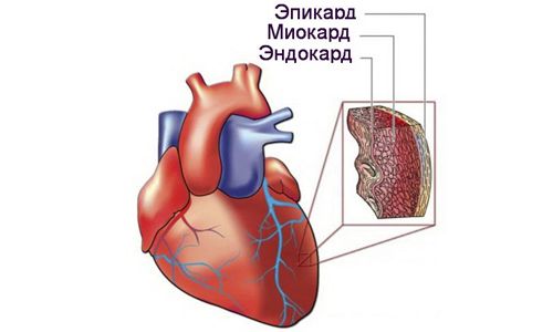Строение сердечной мышцы