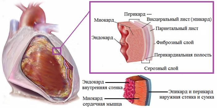 Строение сердечной стенки