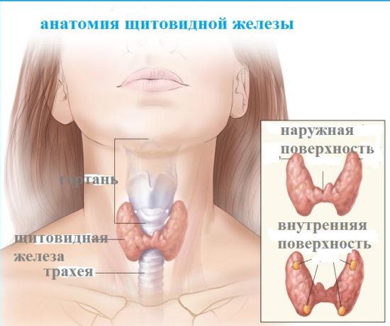 Строение щитовидной железы