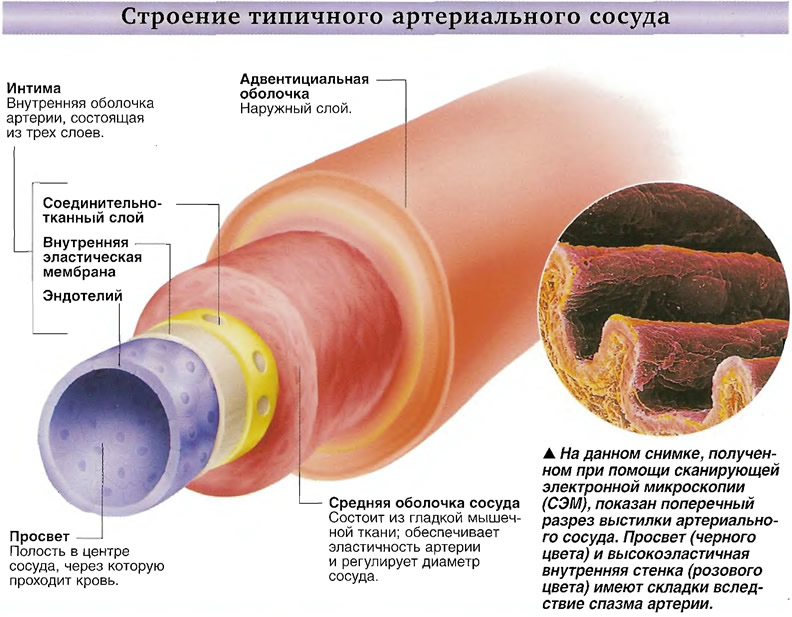 Строение сосуда