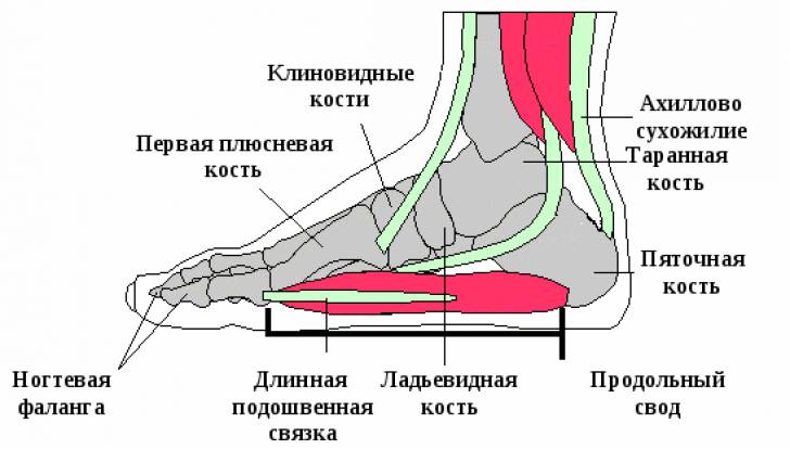 Строение стопы