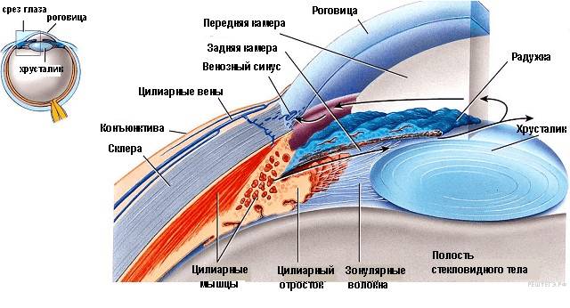 Строение угла передней камеры глаза