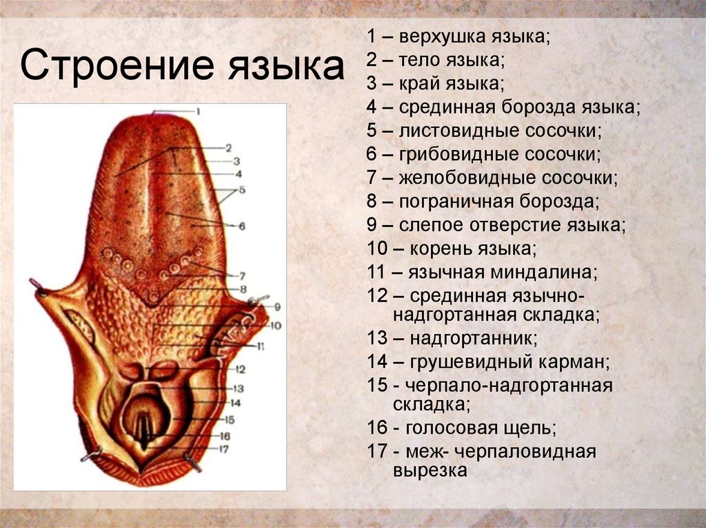 Строение языка