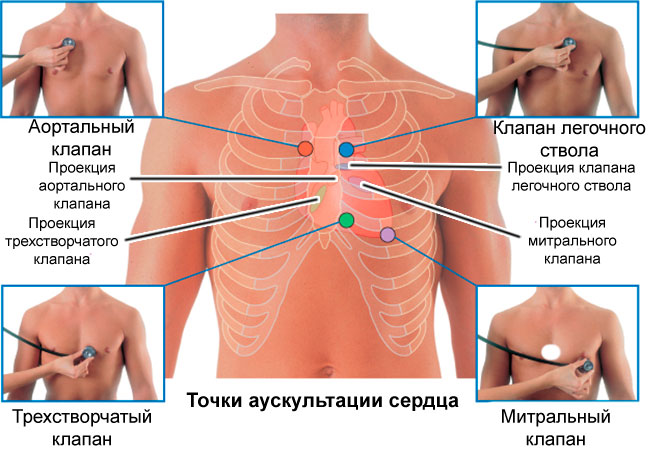 Точки аускультации сердца