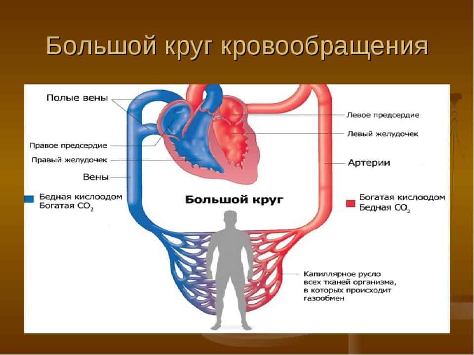 Топография и распределение по газам.
