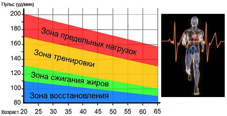 Тренировки в зоне ЧСС выше 200 удмин обязательно приведут к истощению миокарда
