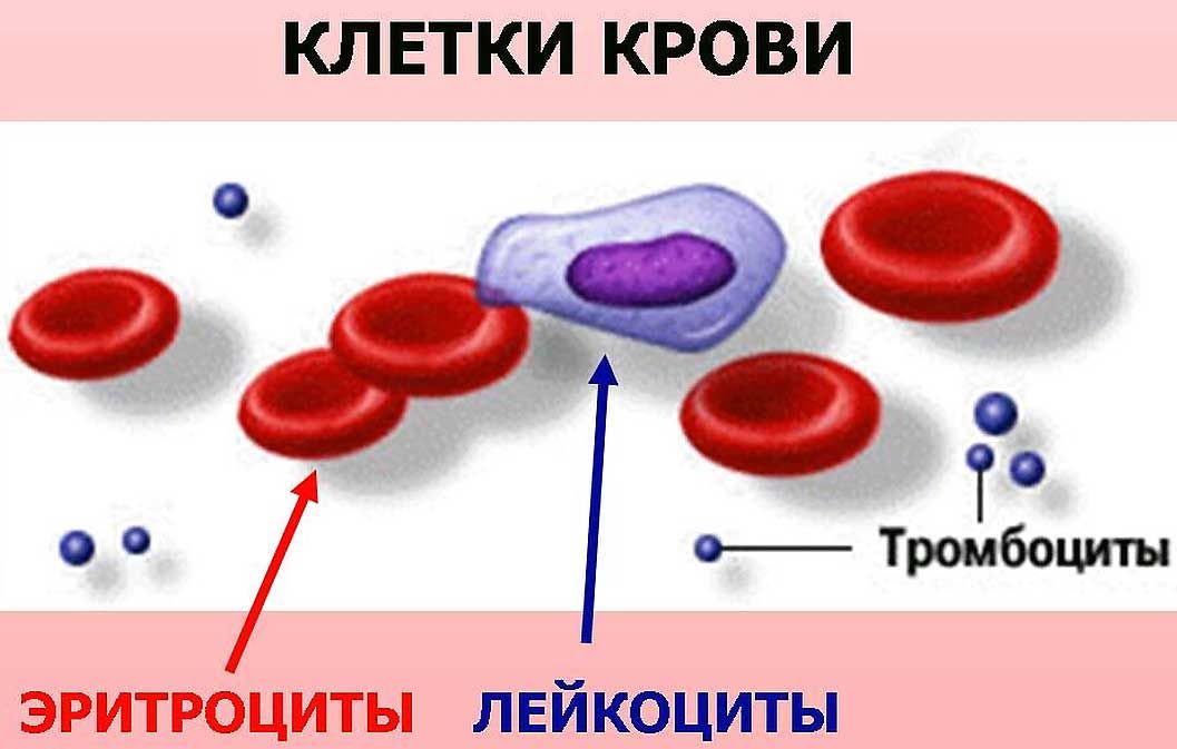 Тромбоциты, лейкоциты и эритроциты