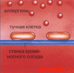 тучная клетка