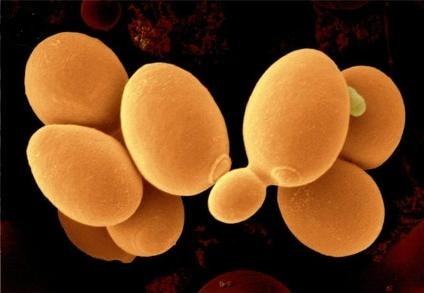 Дрожжевые грибы рода Candida