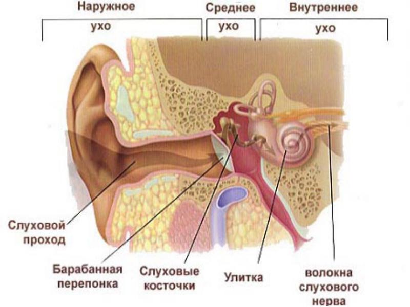 Слуховой орган