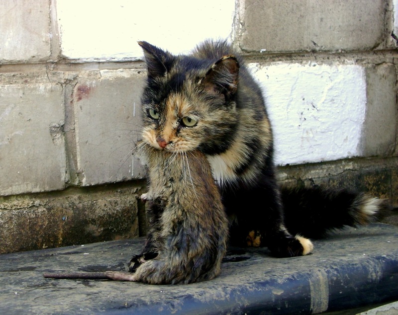 Уличная кошка с крысой в зубах
