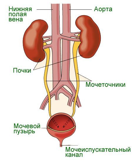 Строение мочевыделительной системы