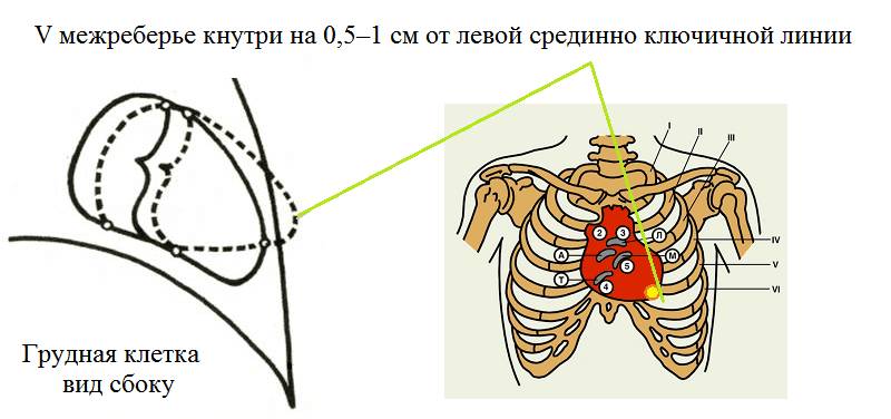 В большинстве случаев верхушечный толчок определяется на задержке выдоха