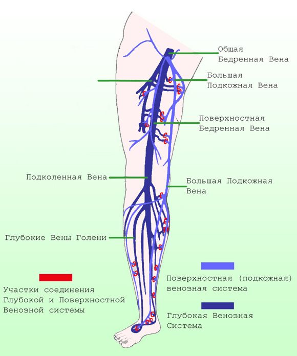 Вены нижних конечностей