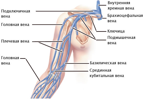 Вены руки