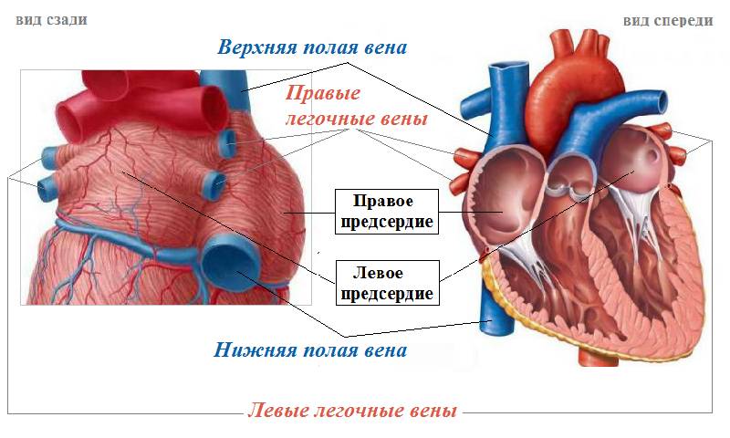 Вены, впадающие в сердечные предсердия