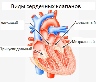 Виды и расположение сердечных клапанов