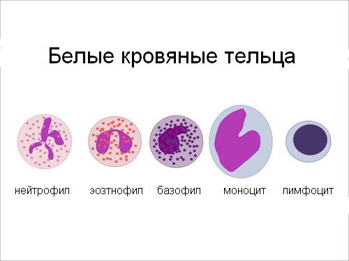 Виды лейкоцитов