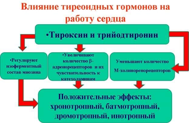 Влияние гормонов щитовидной железы на сердце