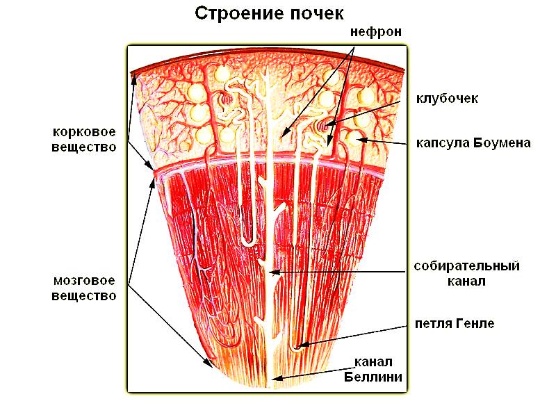 Внутреннее строение почки (схема)