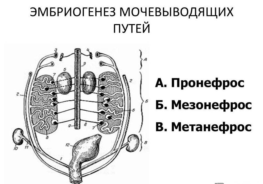 Внутриутробное развитие почек (схема)