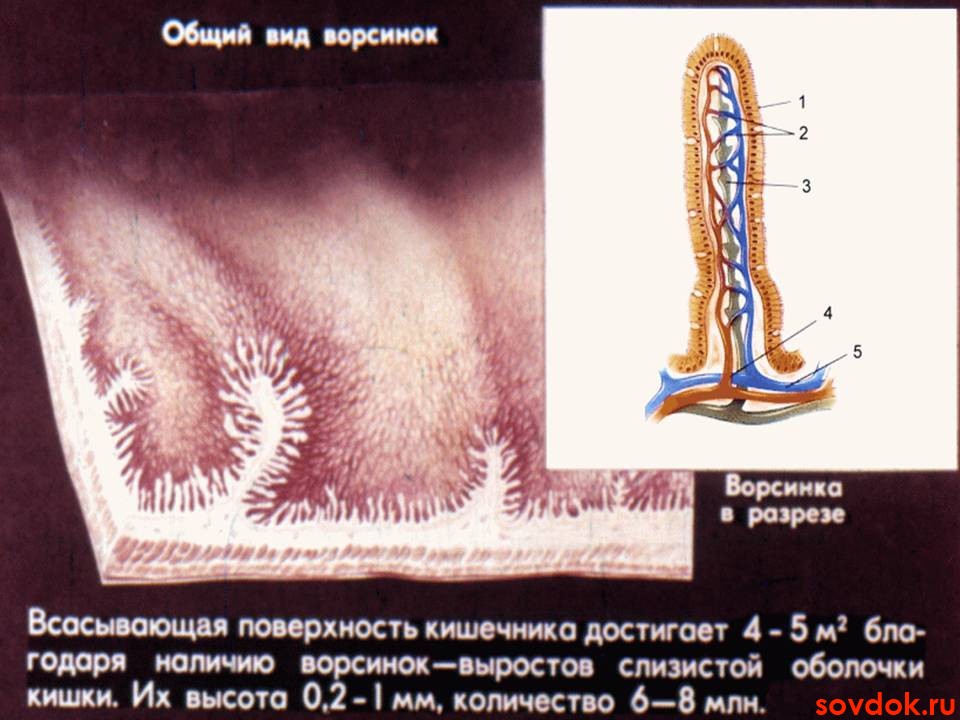 ворсинки кишечника