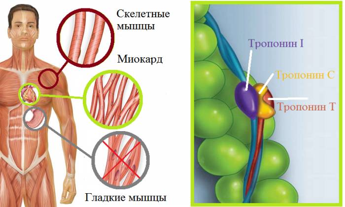 Компоненты миокардиального тропонина и его встройка в актиновые нити сердца