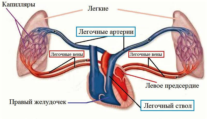 Вены и артерии малого круга кровообращения
