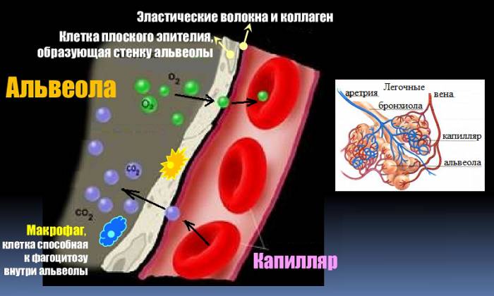 Обмен О2–СО2 между альвеолярным воздухом и капиллярной кровью