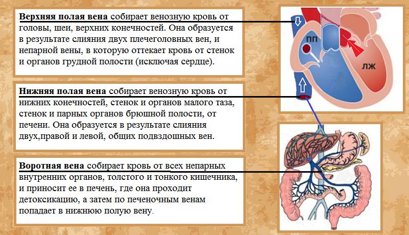 Три из четырех системных вен человеческого организма