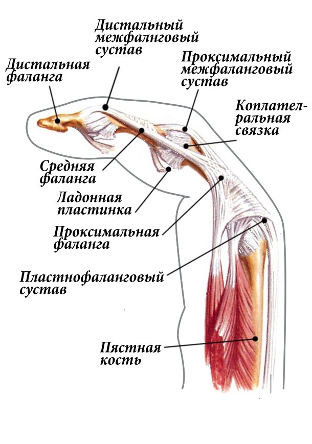 Строение пальца