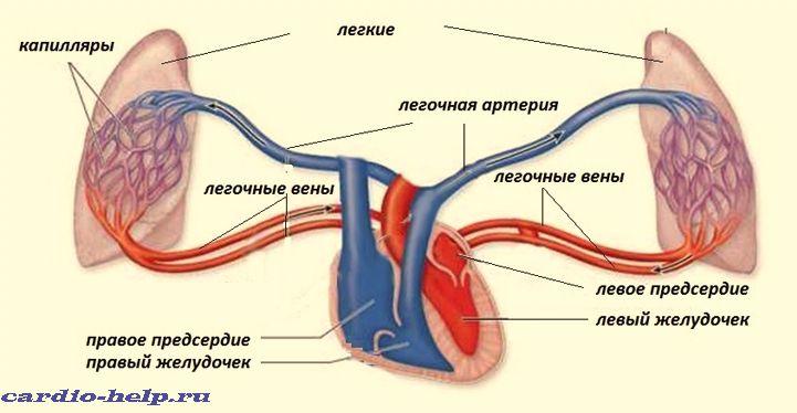 Замкнуты легочный круг кровообращения человека.