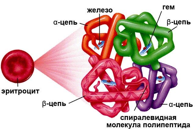 Железо в молекуле гемоглобина